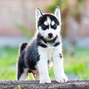 出售哈士奇幼犬二哈活体哈士奇宠物狗狗哈士奇真狗雪撬犬哈士奇犬