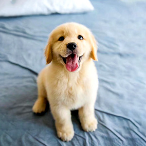 拉布拉多犬小型