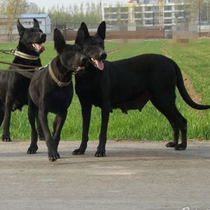 中华黑狼犬幼卫体m活大型军犬幼崽墨界护犬巨型纯黑色狼狗出售