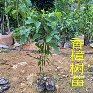 香樟树苗庭院公园绿化龙脑香樟树苗驱蚊虫小叶香樟苗地栽带土带叶