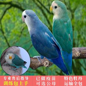 鹦鹉活鸟家养会说话宠物鸟牡丹活物幼鸟活体鸟粮饲料普兰白面情侣