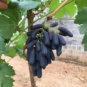 蓝宝石葡萄苗宝蓝