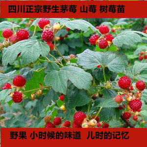 野生树莓 山莓 悬钩子 茅莓苗 山抛子,牛奶撒秧三四月龙船大麦泡