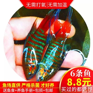 小鱼仔活鱼小鱼 活观赏鱼 迷你小鱼苗易养活金鱼观赏鱼高