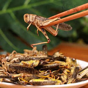 新鲜蚂蚱蚕蛹竹虫金蝉东亚飞蝗虫蚂蚱蚱蜢宠物鸟鱼食