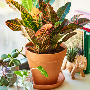 变叶木盆栽七彩变色木大棵植物客厅好养花卉庭院阳台招财大苗绿植