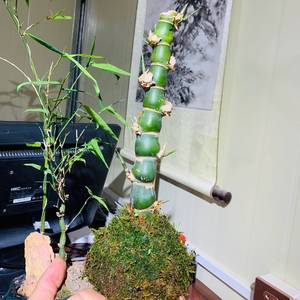 佛肚竹老桩佛肚竹盆栽5年中国风植物绿植造型绿植观赏竹子开运