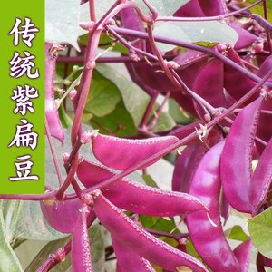 紫扁豆种子紫眉豆紫红色早熟豆种冬季春秋芸四季豆籽盆栽蔬菜种孑