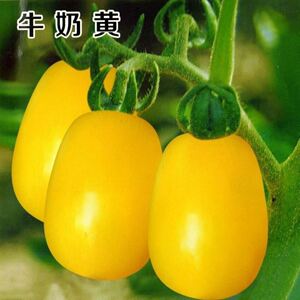 tb8859580143淘宝黄牛奶小番茄种子小黄柿子圣女果种子迷你西红柿