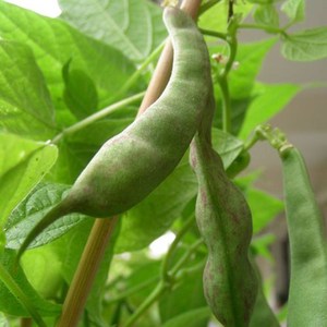 大肾豆花豆种子壮腰豆皇帝豆春夏季富贵豆老虎豆鱼豆苗蔬菜种孑籽