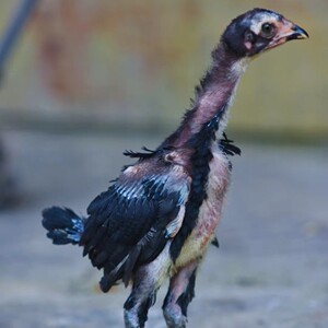 纯种越南鬼子斗鸡中原斗鸡盖沙斗鸡缅甸斗鸡剑尾斗鸡种蛋活体斗鸡