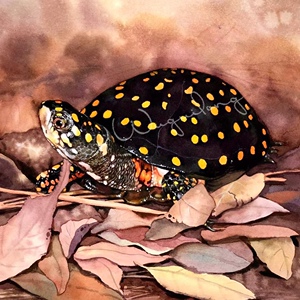 直播专拍链接窄桥虎纹巨头剃刀萨尔纹活体小乌龟巴西龟观赏龟蛋龟