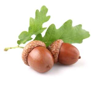 橡树果子天然橡果带壳橡树果橡碗子摆件干花饰品摆件栎树果橡实果