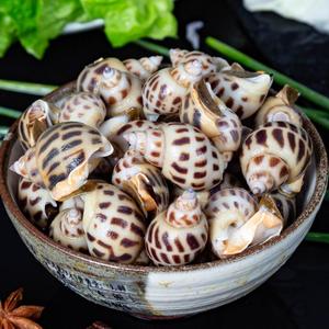 花螺鲜活新鲜海螺海鲜超大东风螺特大冷冻凤螺水产香螺顺丰发货