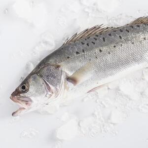 海鲈鱼 花鲈子鱼卢鱼深海新鲜海鲜生鲜冷冻水产约500g*3条鲁鲜乡