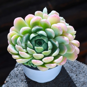 阿尔巴白月影多肉植物花卉盆栽稀有品种老桩盆景室内组合绿植多肉