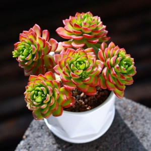 蒂亚多肉植物室内盆栽组合大颗好养老桩稀有品种名贵花卉网红肉肉