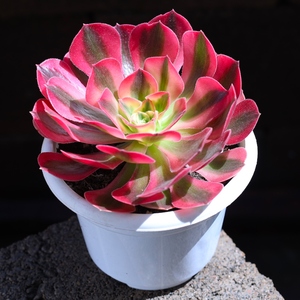 粉女巫多肉植物法师肉肉植物昆明直发大颗好养新手组合盆栽