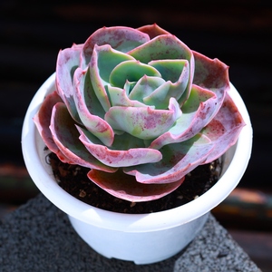 达芬奇密码多肉