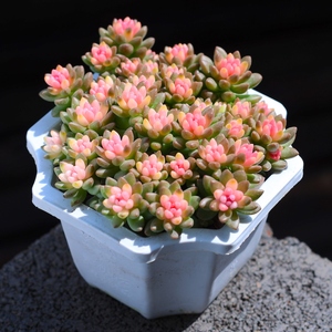 赤豆锦粉色多肉植物室内绿植带盆栽好稀有品种大颗好养云南直发