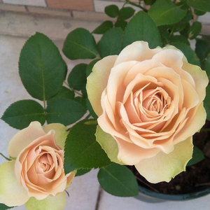 熏子玫瑰月季苗大花浓香切花阳台花园观花植物盆栽花型包开花性好