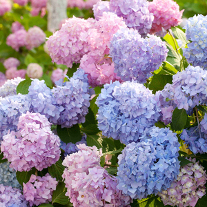 绣球花苗带花苞盆栽 八仙花无尽夏老桩室外庭院蓝色四季变色花