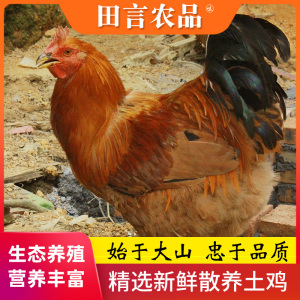 阳山鸡清远鸡正宗农家散养谷物喂养三黄鸡满山跑新鲜现杀现发土鸡
