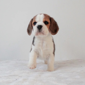 比格犬幼犬纯种大耳朵巴吉度犬活体幼崽狗狗猎兔犬米格鲁犬宠物狗