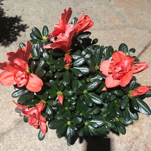 烈焰红唇杜鹃花稀有新品种冠中王西洋杜鹃花四季开花庭院精美盆栽