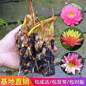 莲花根