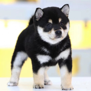 纯种柴犬幼犬赤柴血统豆柴幼崽日本柴犬狗狗秋田犬活物小型黑柴狗