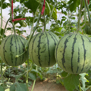 小糖丸西瓜种子种籽全美2k4k早熟薄皮超甜高产南方四季孑小型种植