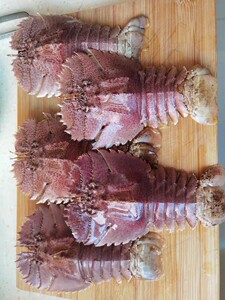 3-5只500g 北京闪送 鲜活琵琶虾 舟山九齿扇虾 东海野生海鲜水产