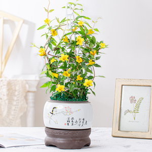 法国香水茉莉花盆栽花卉植物室内花四季好养活客厅办公室桌面绿植