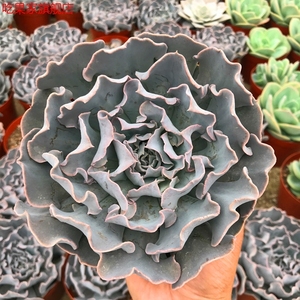 颗好养多肉植物【白马王子】卷叶白菜室内盆栽花卉绿植