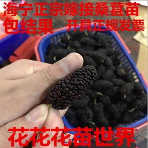 果树苗桑葚树苗嫁接无籽大十当年结果南北方种植台湾四季长果盆栽