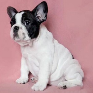 无偿领养纯种法国斗牛犬幼犬黑白花色海盗眼法斗虎斑活体宠物狗