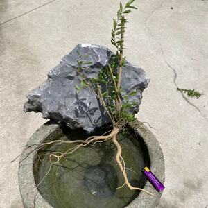 野生水杨梅酸坨坨鱼缸造景养鱼盆景花卉老桩盆栽绿植桌摆茶几摆设