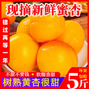 杏子新鲜水果山东大黄杏梅整箱5斤当季孕妇吊新疆吊干杏红奶皇杏