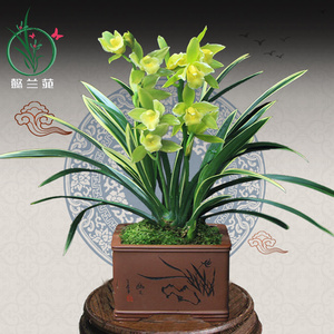 兰花苗金边蕙兰金凤冠四季阳台客厅浓香花卉植物盆栽好养易花包邮