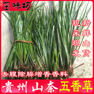 贵州五香草三山奈赖新鲜鸡香草沙姜香大料植物苗狗肉香料带根盆栽