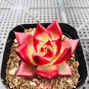 红骑士 多肉植物 红色系 新品好养