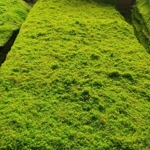 仿真苔藓椰丝青苔草皮微景观植物造景植物墙橱窗装饰绿植人造草坪