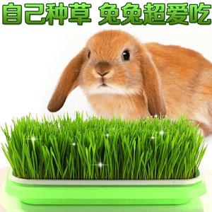 兔子爱吃的草新鲜食用草种子食物自己种植小麦喂宠物侏儒兔荷兰猪