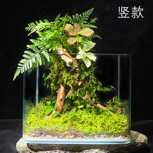 (热带雨林）苔藓植物微景观生态瓶玻璃花房创意办公绿植盆栽生日