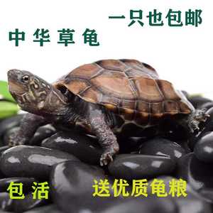 乌龟活体宠物中华草龟观赏龟水陆缸混养招财外塘长寿龟好养耐活龟