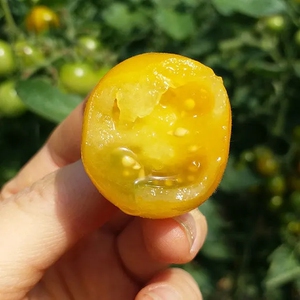 陕西黄金小番茄西红柿千禧新鲜水果当季蔬菜5斤自然熟圣女果应季1