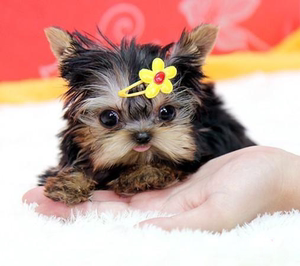 犬舍约克夏幼犬纯种活体幼崽金头银背金色茶杯体约克夏宠物狗