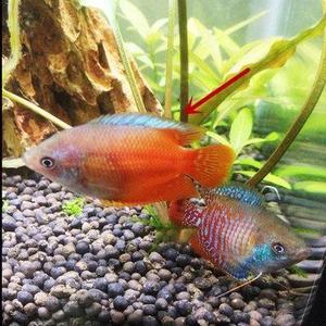 曼龙鱼神仙鱼苗好养的观赏鱼耐活冷水淡水不打氧耐活鱼混养小型鱼
