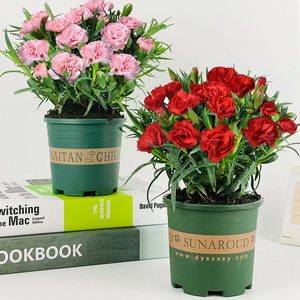 康乃馨盆栽带花苞四季开花母亲节礼物花卉植物室内外阳台易活好养